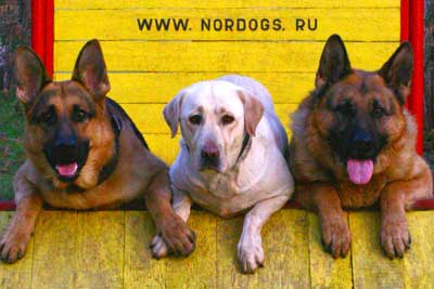 дрессировка собак в Москве Северный Округ